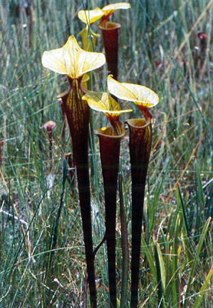 Sarracenia flava var rubricorpora F30 MK Carnivorous plants/plantes carnivores