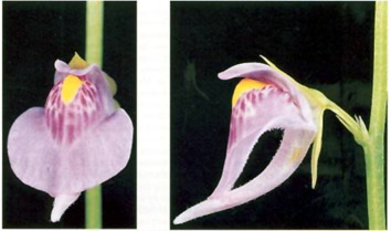 Buy TruBlu Supply Utricularia calycifida cv. Asenath Waite