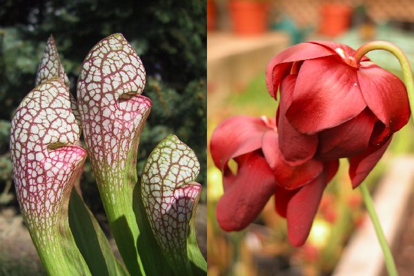 pitcher plant flower