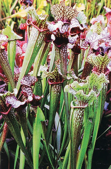 Sarracenia Black Sheer photos