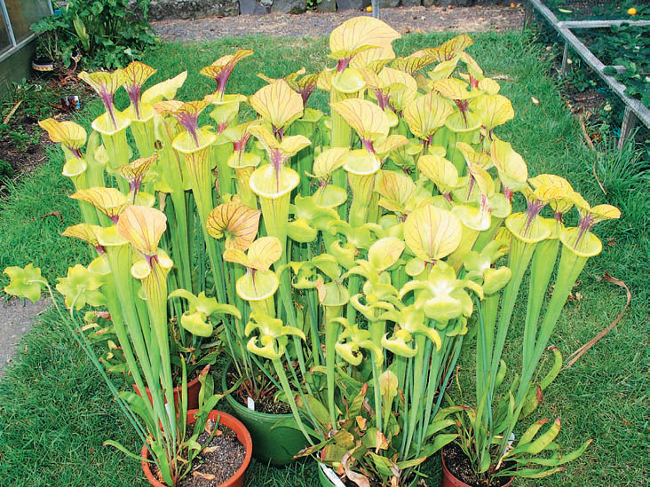 Sarracenia Black Sheer photos