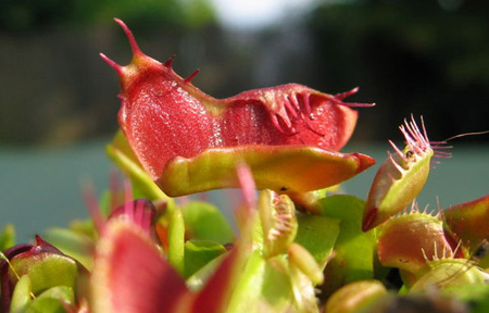 Venus Fly Traps and Bladderworts (Utricularia): The Strange…