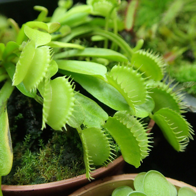 Dionaea 'Farou' photos